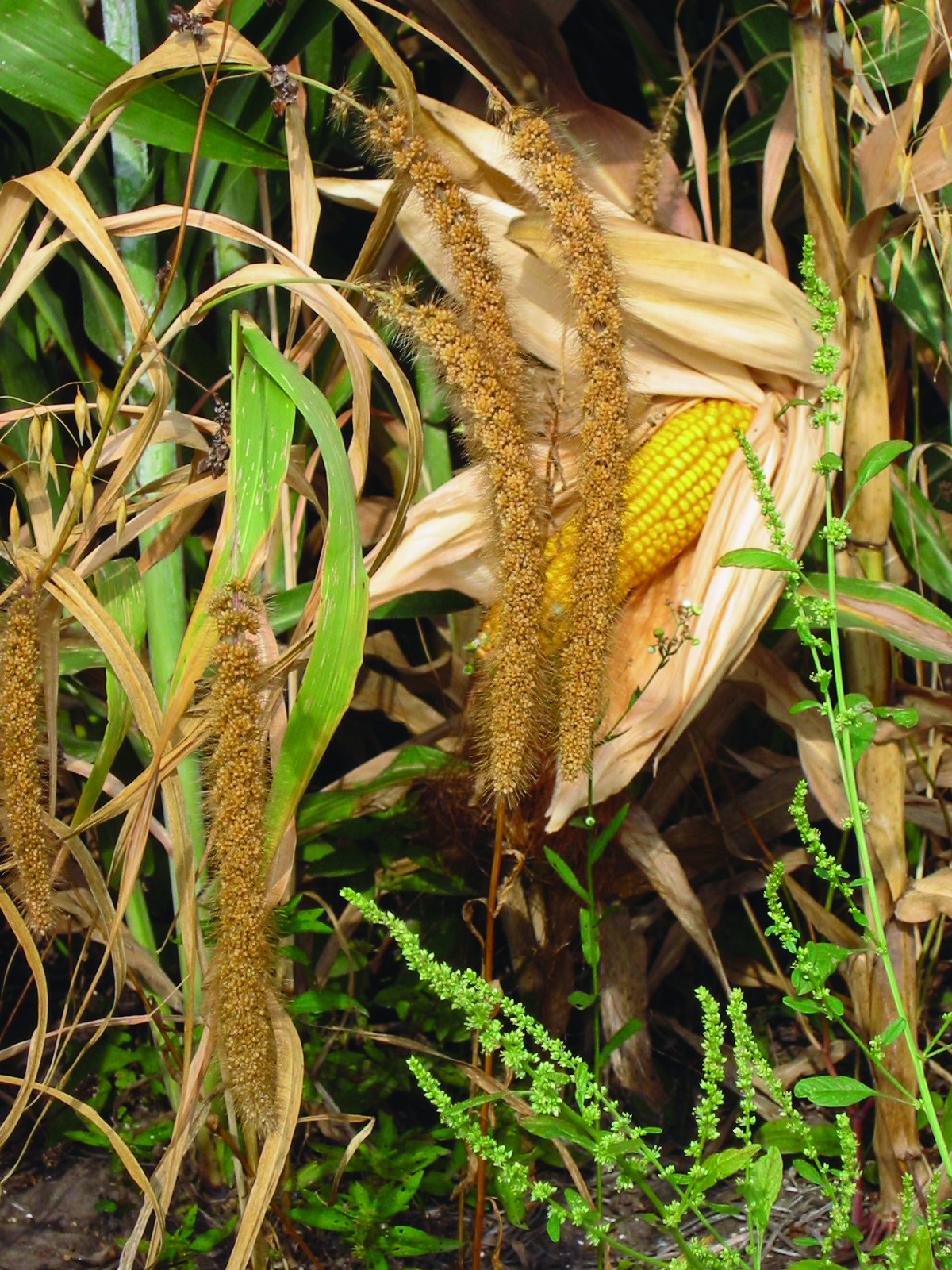 SS Rooster Booster (25 bag) Seed Mix Pheasants Forever